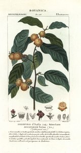 Hurma eriği, Diospyros lotus