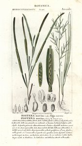Eelgrass veya deniz enkazı, Zostera marina by Stanghi Stanghi