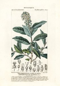eritroksilum laurifolium by Stanghi Stanghi