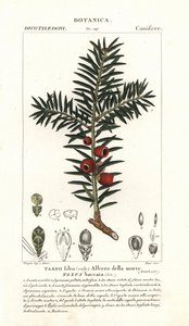 Avrupa porsuk ağacı, Taxus baccata