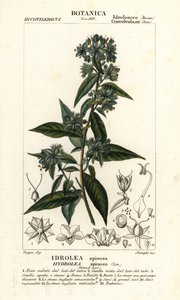 Yanlış keman yaprağı, Hydrolea spinosa by Stanghi Stanghi