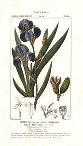 Floransalı iris, Iris germanica var florentina by Stanghi Stanghi
