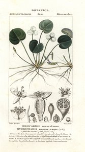 Frogbit, Hydrocharis ısırık kurbağası by Stanghi Stanghi