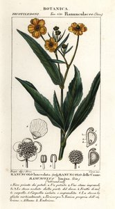Büyük mızrak otu, Ranunculus lingua by Stanghi Stanghi