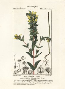 Büyük sarı çıngırak, Rhinanthus alectorolophus by Stanghi Stanghi
