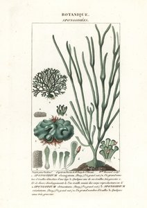 Yeşil alg Spongodium türleri by Stanghi Stanghi