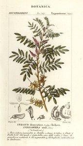 Guatemala indigo, Indigofera suffruticosa by Stanghi Stanghi