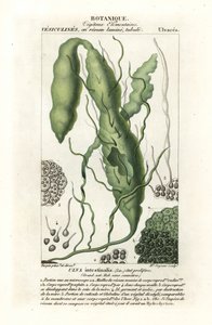 Gutweed veya ot yosunu, Ulva intestinalis by Stanghi Stanghi