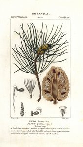 İtalyan fıstık çamı, Pinus pinea by Stanghi Stanghi