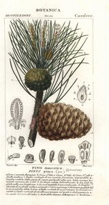 İtalyan fıstık çamı, Pinus pinea, fıstık çamı