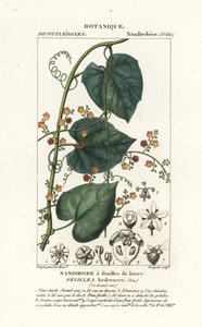 Kaktüsün sirkesi veya panzehiri, Fevillea cordifolia by Stanghi Stanghi