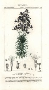 Karaçam yaprağı veya ağaç tetik bitkisi, Stylidium laricifolium by Stanghi Stanghi