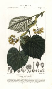 Ihlamur ağacı veya ıhlamur ağacı, Tilia alba
