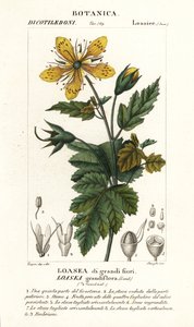 Loasea grandiflorası by Stanghi Stanghi
