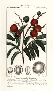 Lychee meyvesi, Litchi chinensis by Stanghi Stanghi