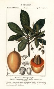 Mahuwa ağacı, Madhuca longifolia by Stanghi Stanghi