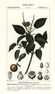 Manchineel veya plaj elma ağacı, Hippomane mancinella