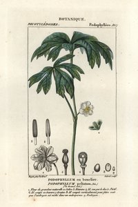 Mayapple, Podophyllum peltatum by Stanghi Stanghi