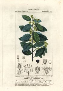 Akdeniz cehri, Rhamnus alaternus by Stanghi Stanghi