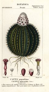 Kavun kaktüsü, Melocactus caroli-linnaei by Stanghi Stanghi