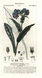 Dar yapraklı akciğer otu, Pulmonaria angustifolia by Stanghi Stanghi