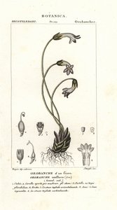 Tek çiçekli süpürge otu, Orobanche uniflora by Stanghi Stanghi