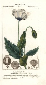 Haşhaş, Haşhaş somniferum, Papaver officinale by Stanghi Stanghi
