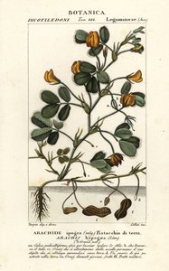 Fıstık veya yer fıstığı, Arachis hypogaea by Stanghi Stanghi