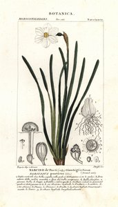 Şairin nergisi, Narcissus poeticus by Stanghi Stanghi