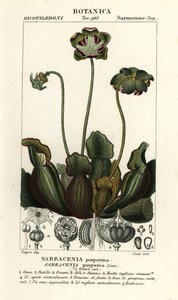 Mor sürahi bitkisi, Sarracenia purpurea by Stanghi Stanghi
