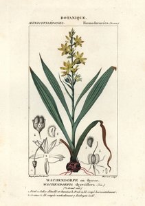 Kırmızı kök, Wachendorfia thyrsiflora by Stanghi Stanghi