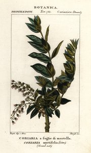 Redoul ağacı, Coriaria myrtifolia by Stanghi Stanghi
