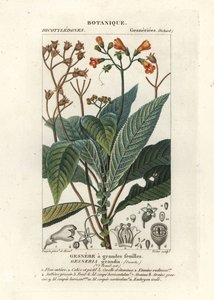 rhytidophyllum grande by Stanghi Stanghi