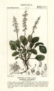 Yuvarlak yapraklı kış yeşili, Pyrola rotundifolia by Stanghi Stanghi