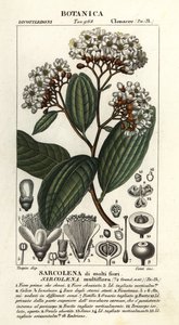 Sarcolaena multiflorası by Stanghi Stanghi