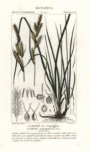 Saz otu, Carex caespitosa by Stanghi Stanghi