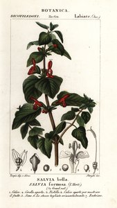 Parlayan yapraklı adaçayı, Salvia formosa by Stanghi Stanghi