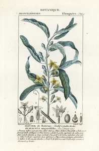 Gümüş dut veya zeytin ağacı, Elaeagnus angustifolia