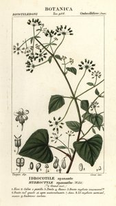 Spananthe paniculata Hydrocotyle spananthe, Idrocotile spanante by Stanghi Stanghi