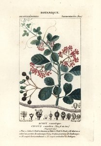 Kaşık yapraklı ağaç binesi, Cissus obovata by Stanghi Stanghi