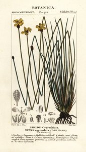 Uzun sarı göz, Xyris operculata by Stanghi Stanghi