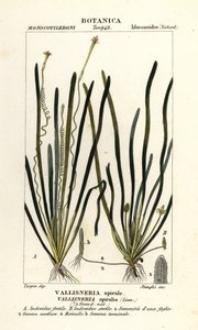 Bant otu veya yılan balığı otu, Vallisneria spiralis