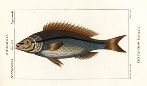 İplik yüzgeçli çipura, Pentapodus fasciuola by Stanghi Stanghi