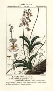 Tolumnia guttata orkide by Stanghi Stanghi