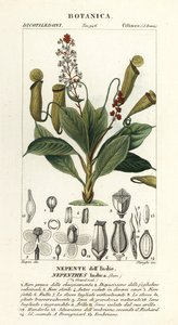 Tropikal sürahi bitkisi, Nepenthes distilatuvarı by Stanghi Stanghi