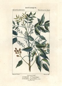 Terebentin ağacı, Bursara simaruba by Stanghi Stanghi