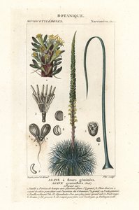 İkiz çiçekli agav, Agave geminiflora by Stanghi Stanghi