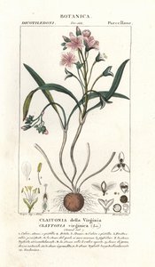 Virginia bahar güzeli, Claytonia virginica by Stanghi Stanghi