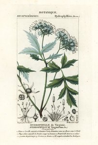 Virginia su yaprağı, Hydrophyllum virginianum by Stanghi Stanghi