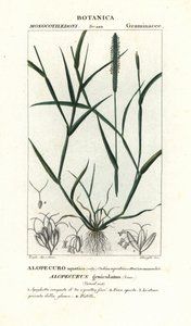 Su tilki kuyruğu, Alopecurus geniculatus by Stanghi Stanghi